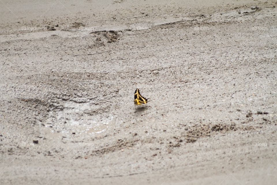 Butterfly landing in muddy street in New Orleans 