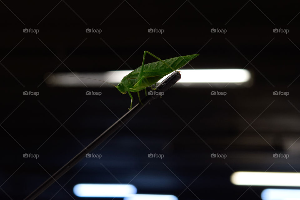 Green cricket in Brazil we call it hope.