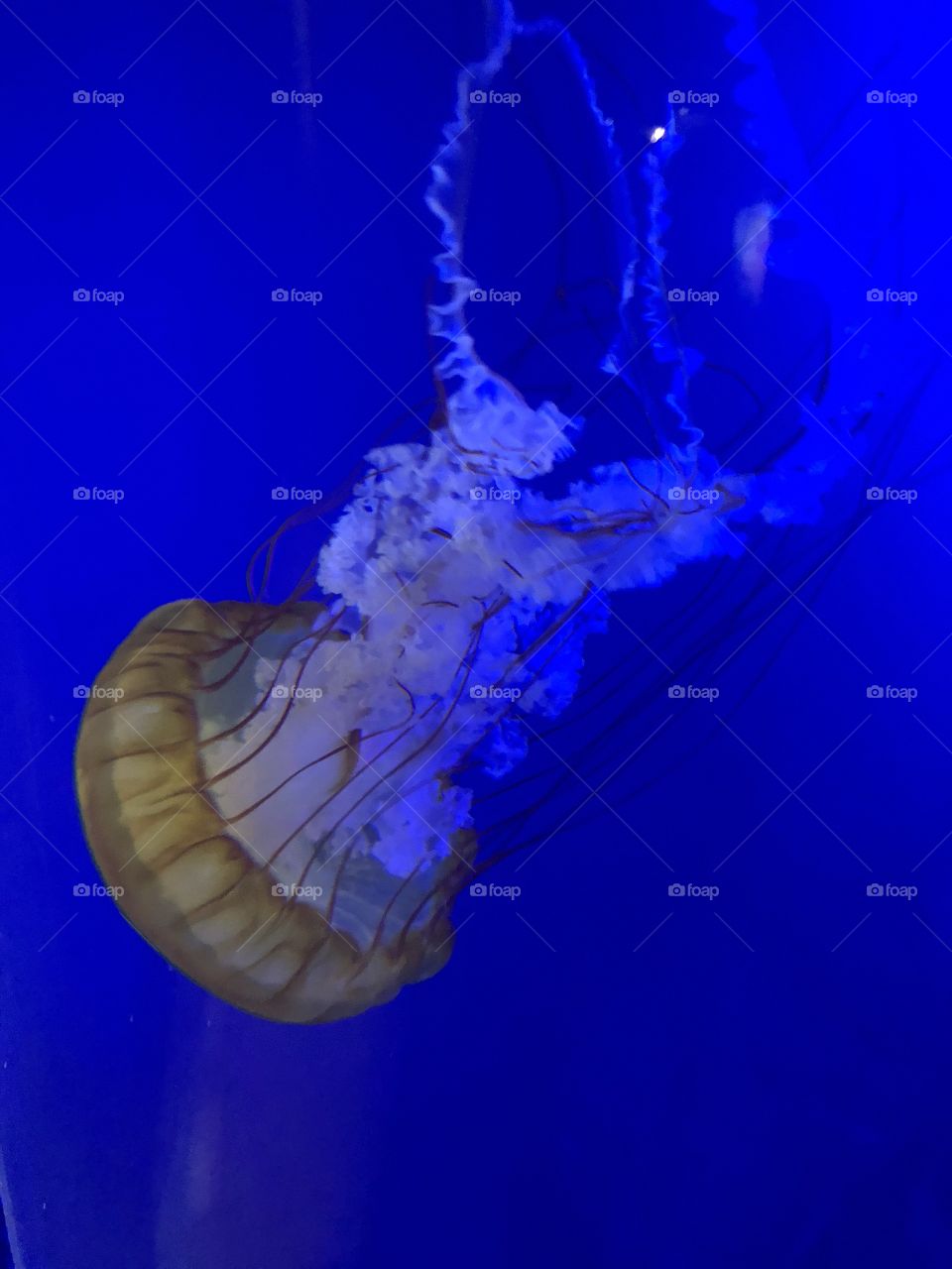 Jellyfish 