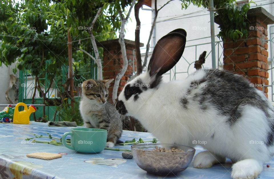 Bunny and kitten looking at each other