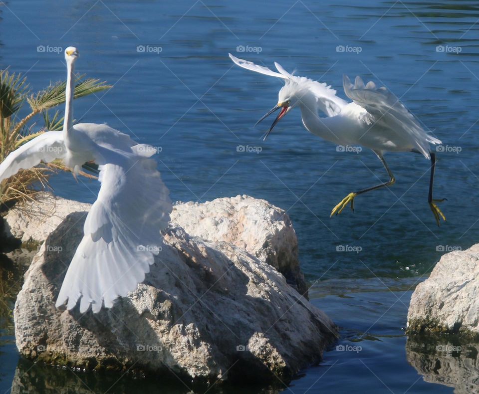 Snowy Egret in Territory Dispute