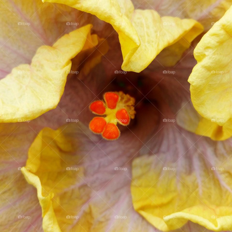 hibiscus closeup. closeup of hibiscus flower