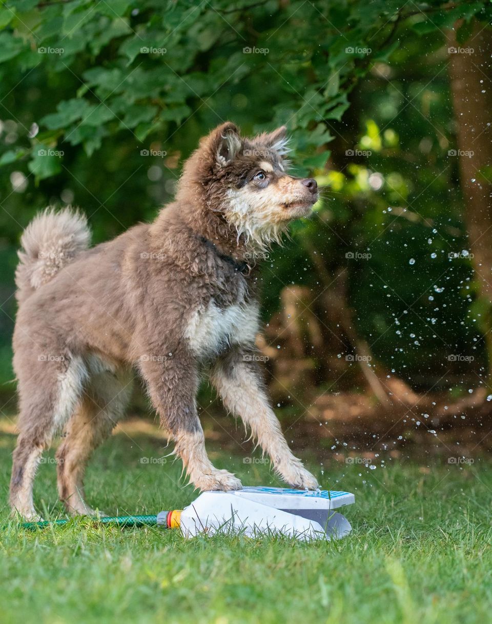 A young Finnish Lapphund dog and puppy playing outdoors 