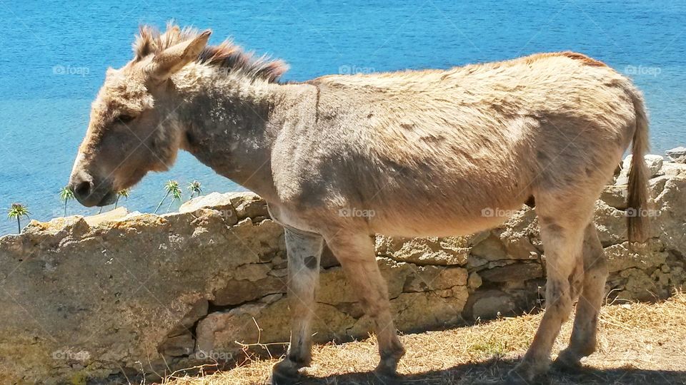 Side view of donkey at island
