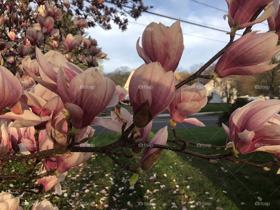 Really pretty flower from a tree