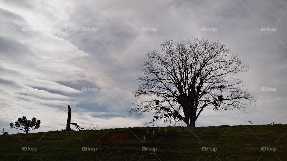 LANDSCHAFT, BAUM, NATUR.