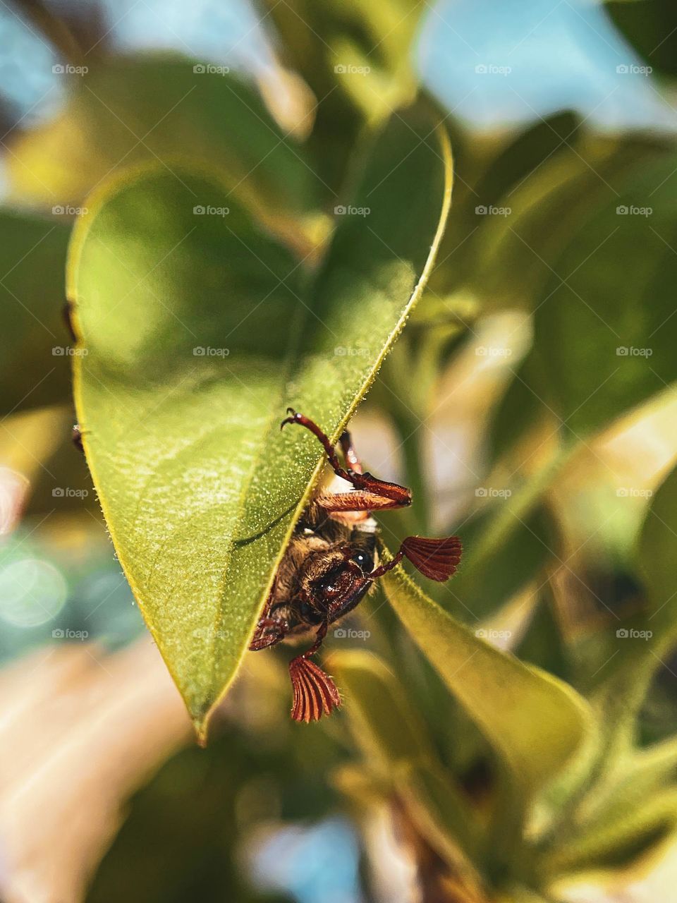 Hello, it’s me - bug in spring