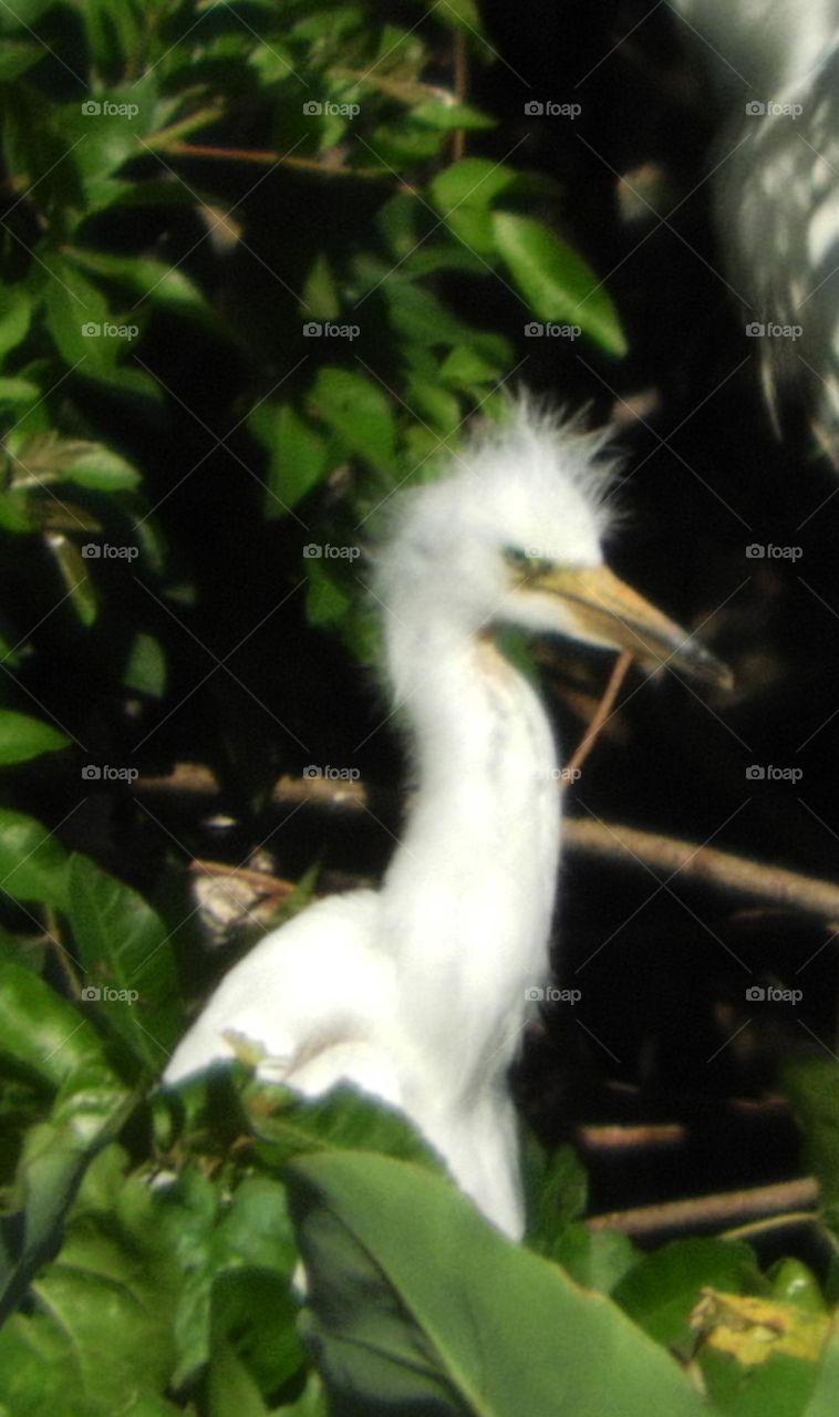 Baby Egret