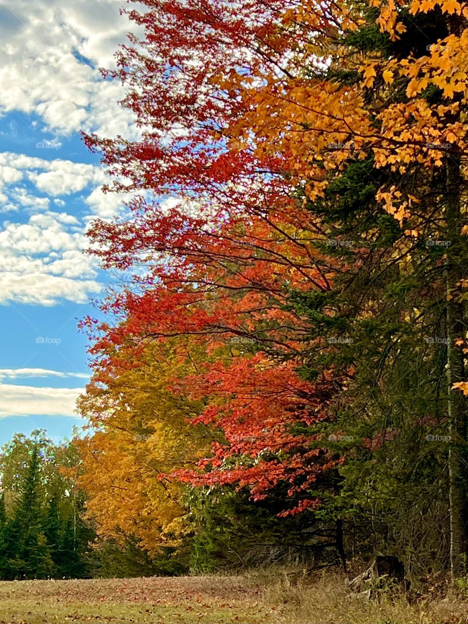 Fall trees