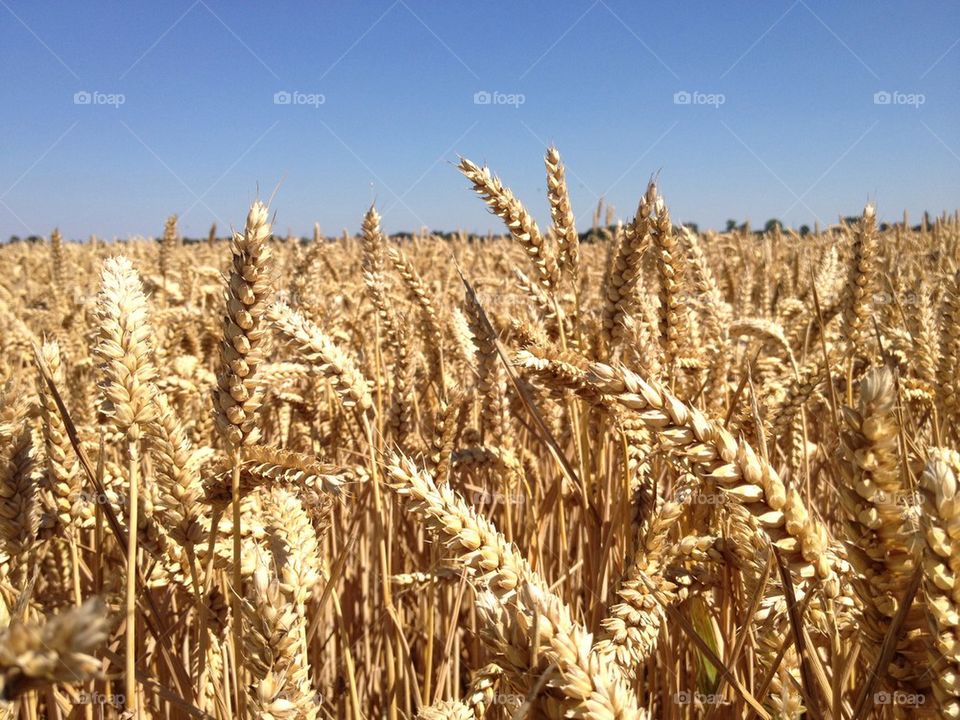 Wheat field