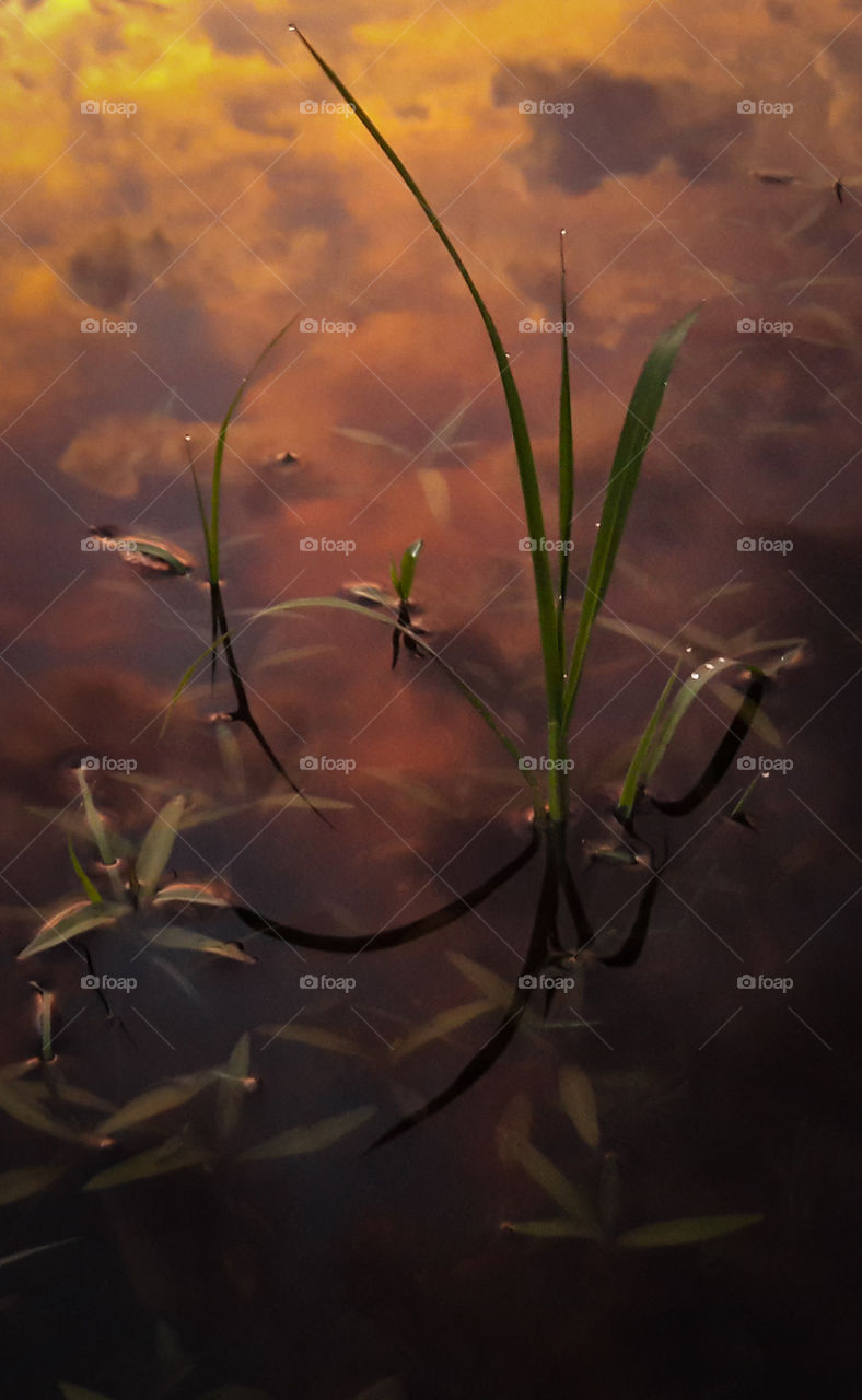 Grass silhouette reflecting in a puddle at sunset.