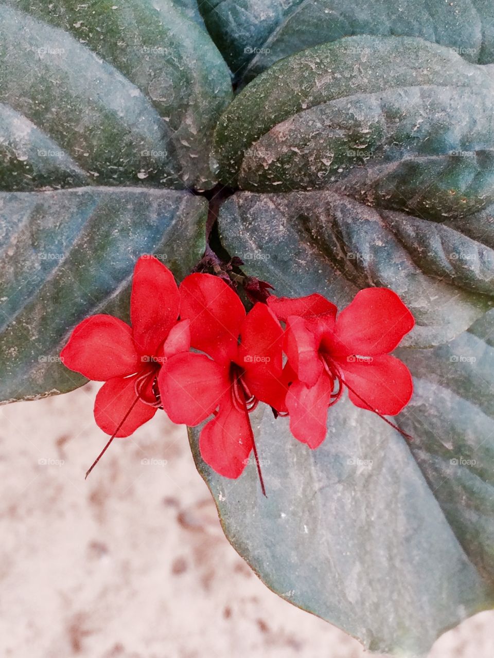 Red flower with big leafs