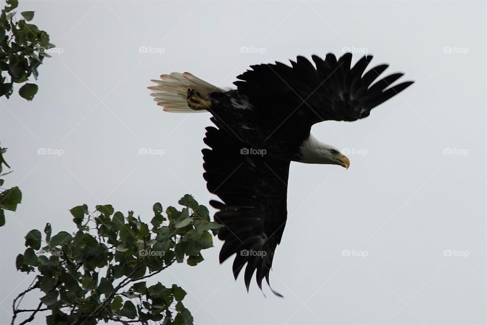 A bald eagle starts his dive towards the nearby river to find his seafood dinner