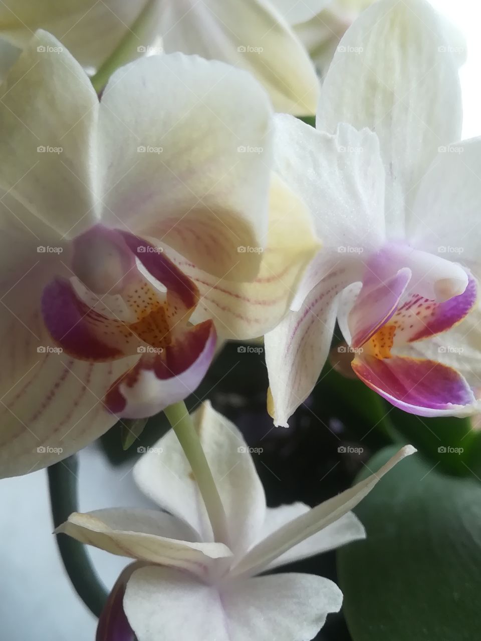 Orchidee Farbe Blume
