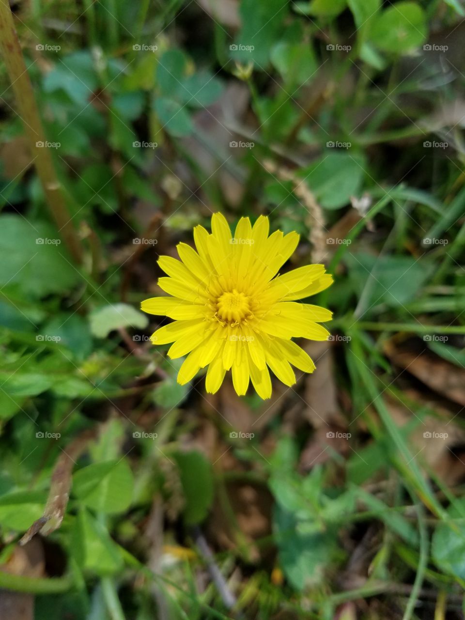 dandelion