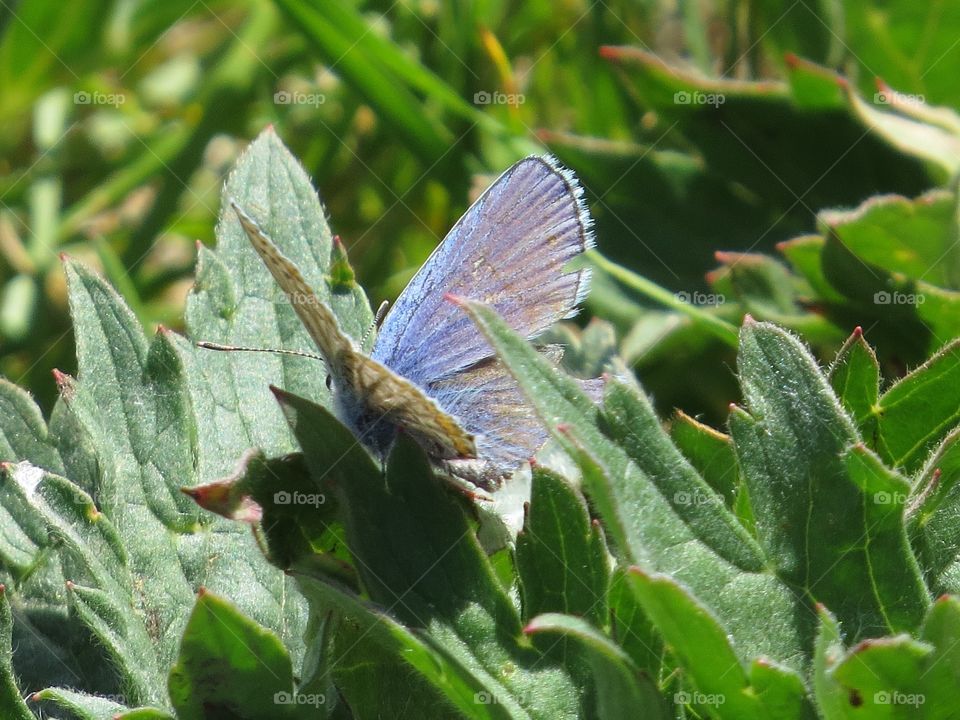 Blue-not sure if it is a moth or butterfly