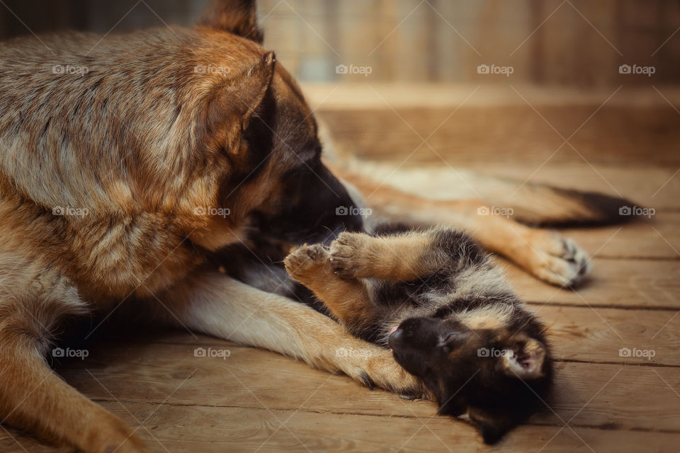 German shepherd dog with puppy playing at home