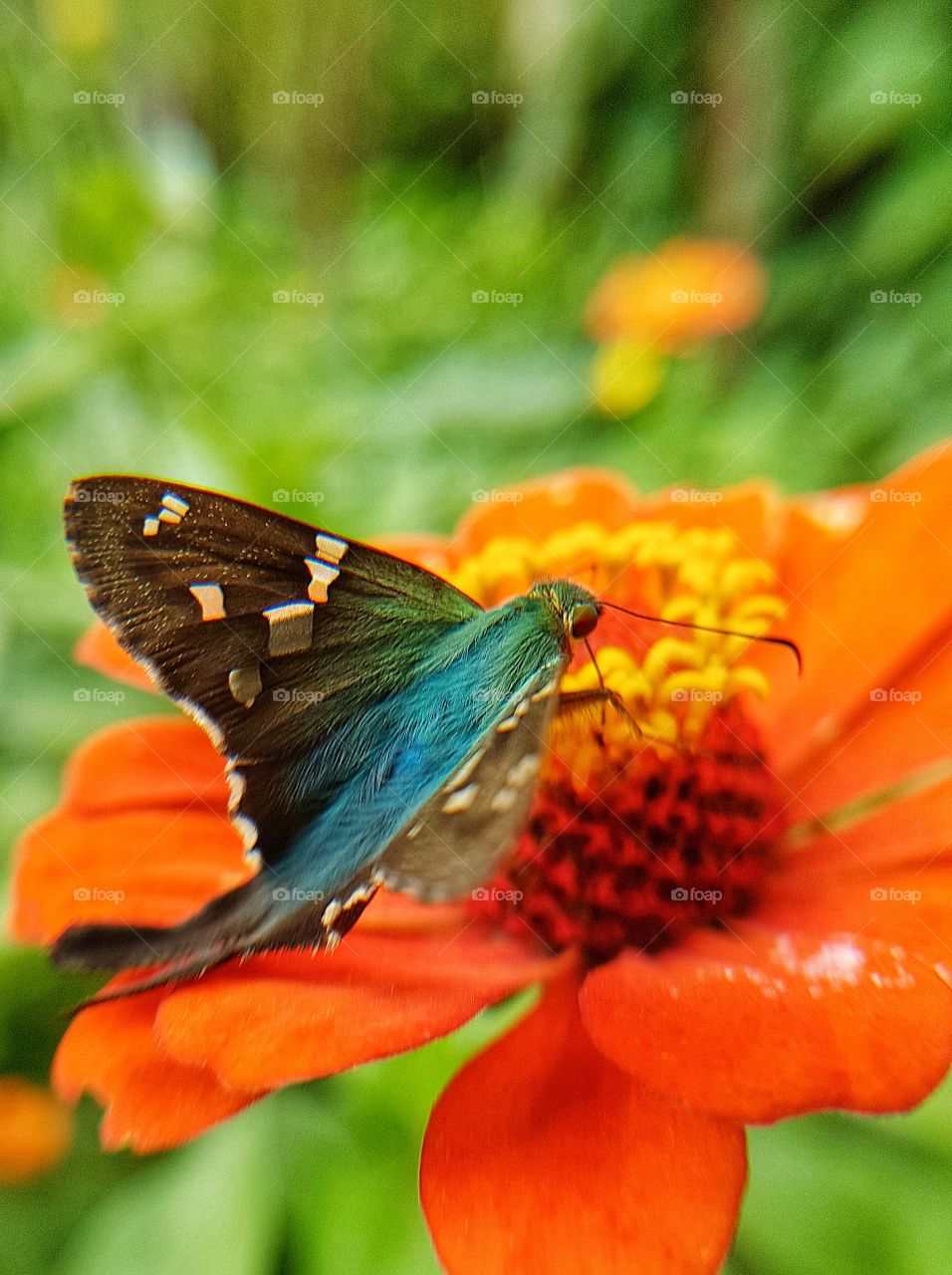 linda borboleta azul