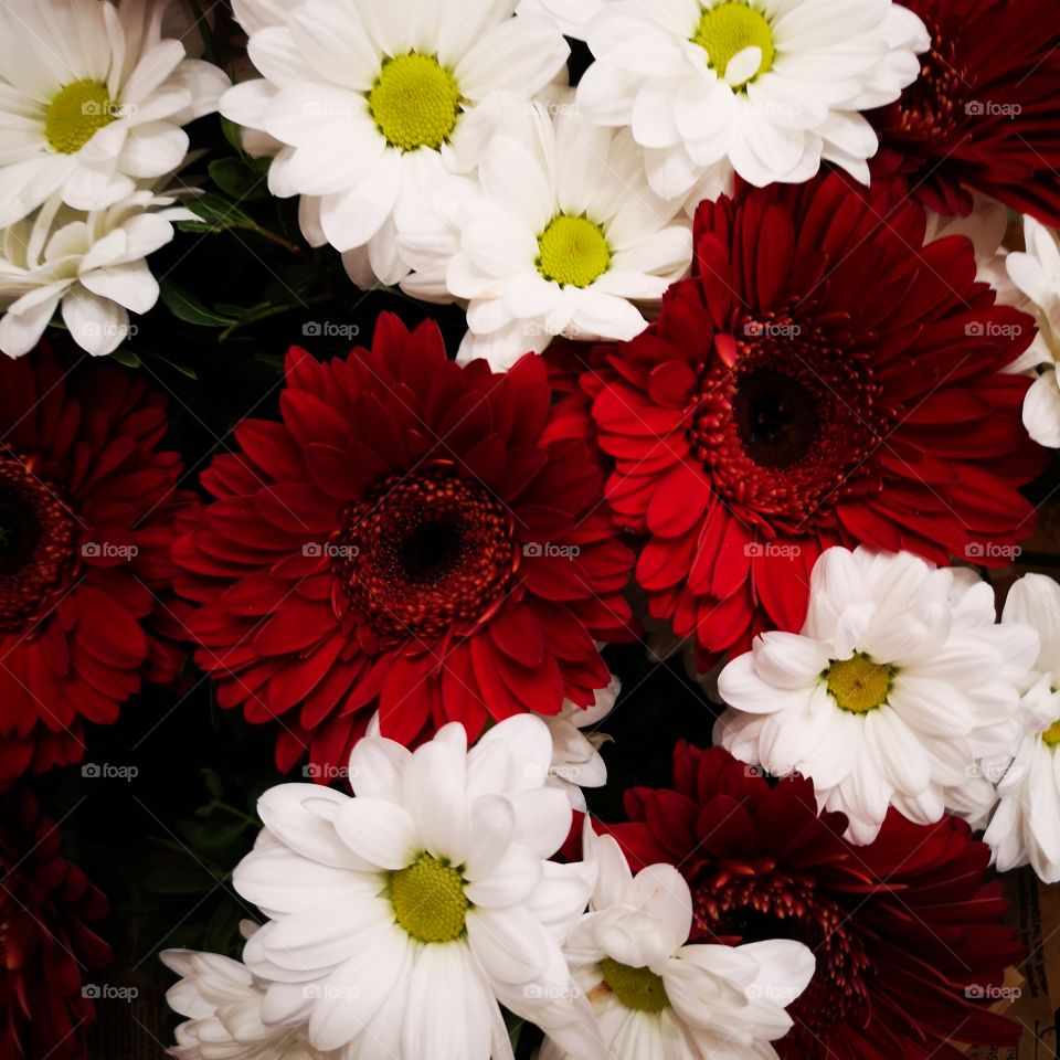 Red and White flowers