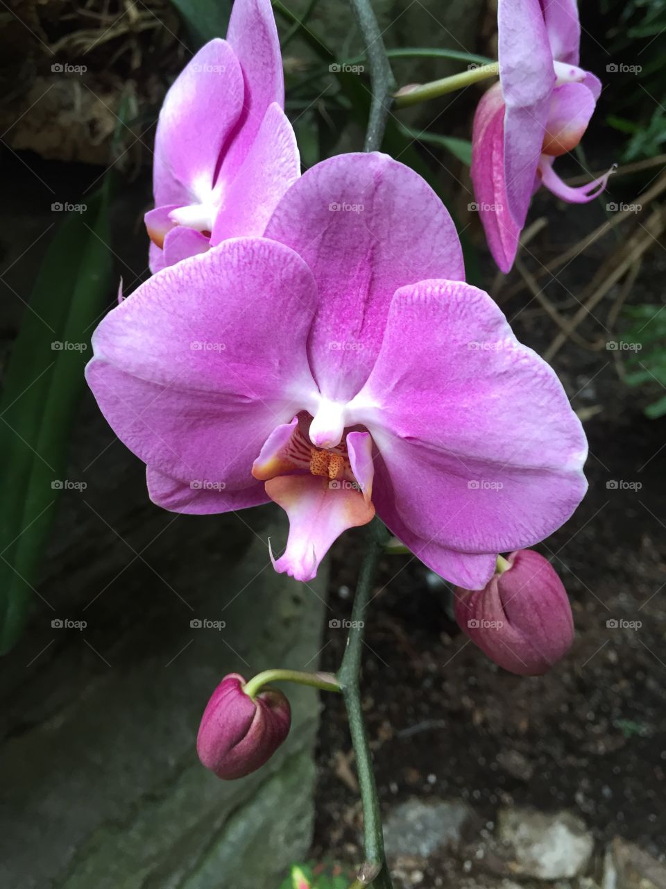 Orchid