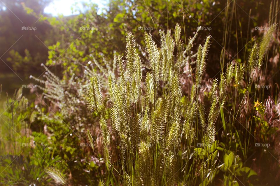 Drenched in the warmth of the sun 