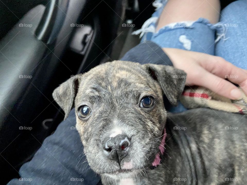 This is our new Staffordshire Bull Terrier called Stella. Stella is now just over 9 weeks old and we have now had Stella 1 week today (18/12/21). She’s the cutest little pupster going! Of course I’m biased! 🥰
