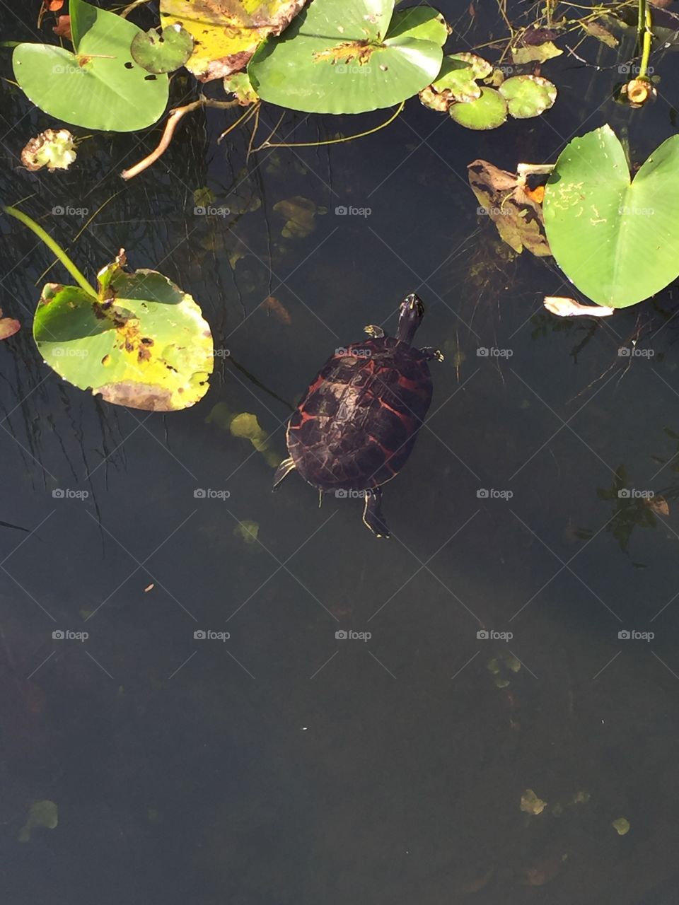 #turtle #everglades