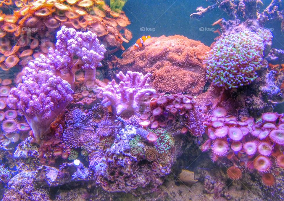 Reef tank