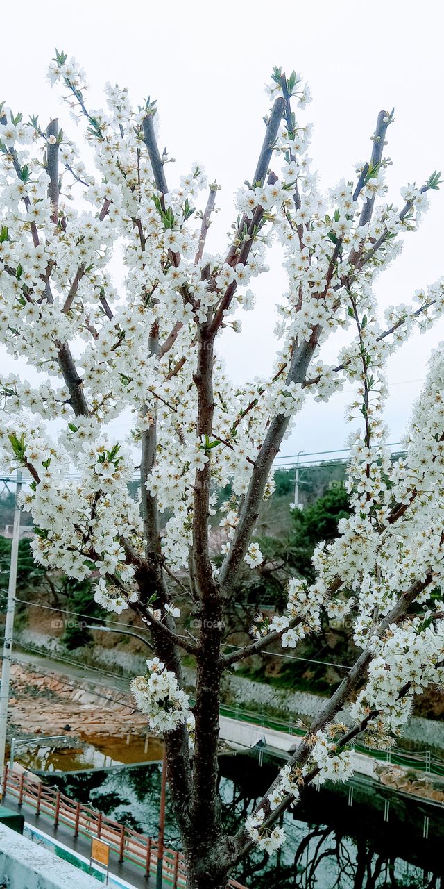 The cherry blossom tree after the rain.