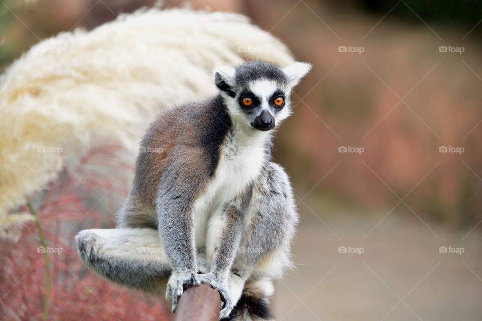 Lemur sitting on railing