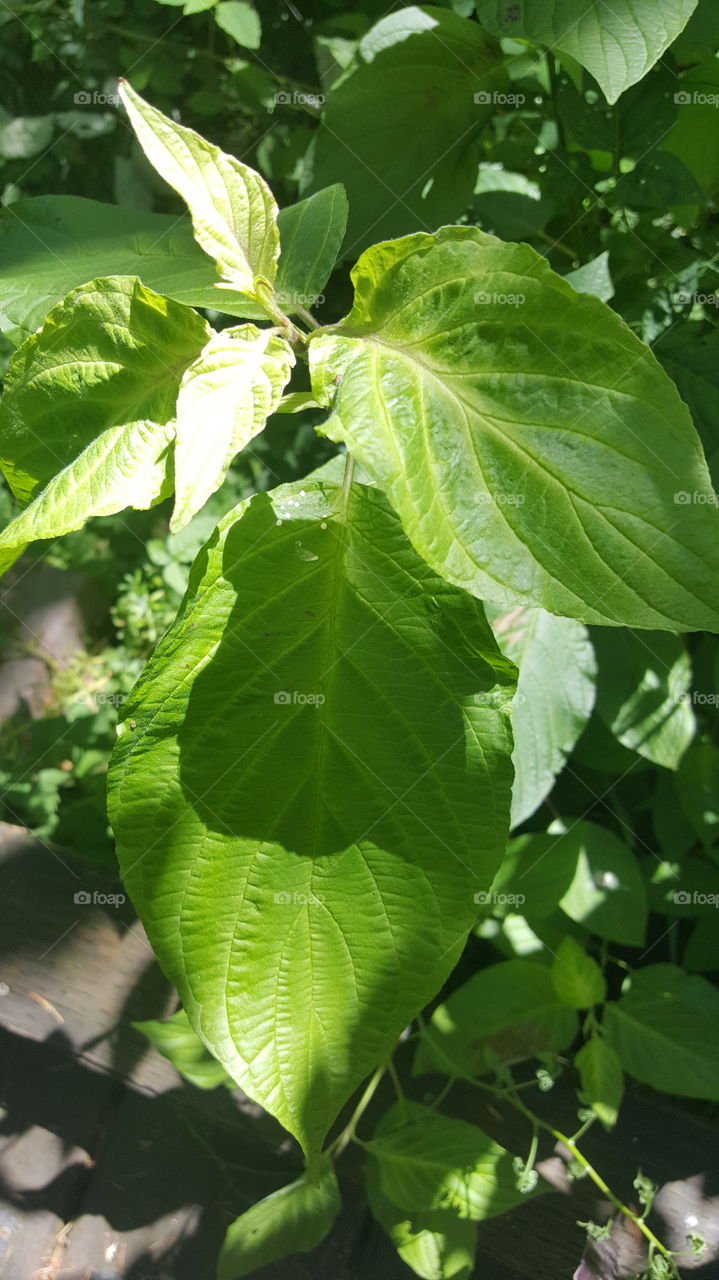 Sunshine on leafs