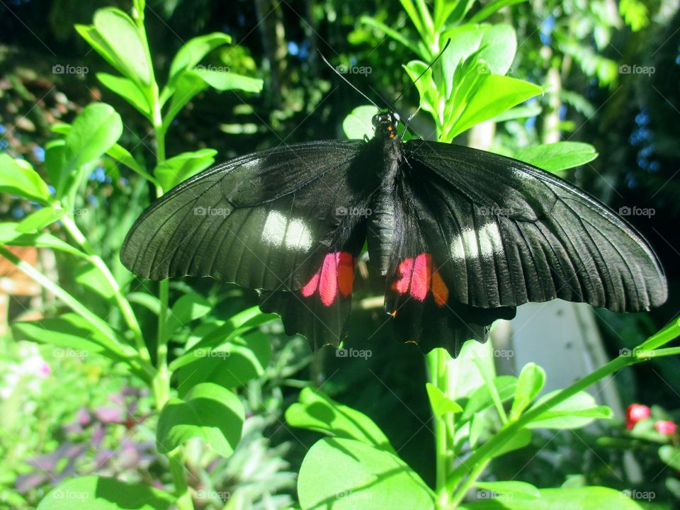 Ruby spotted swallowtail butterfly