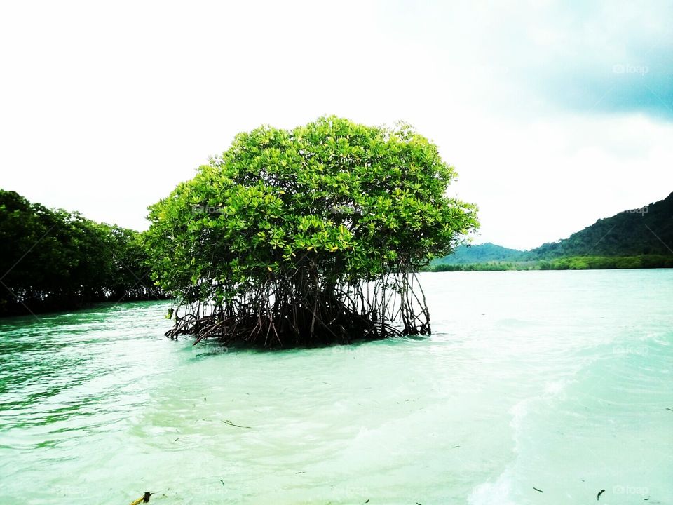 tree at sea