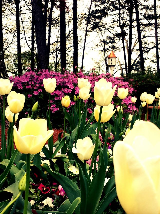 North Carolina Spring