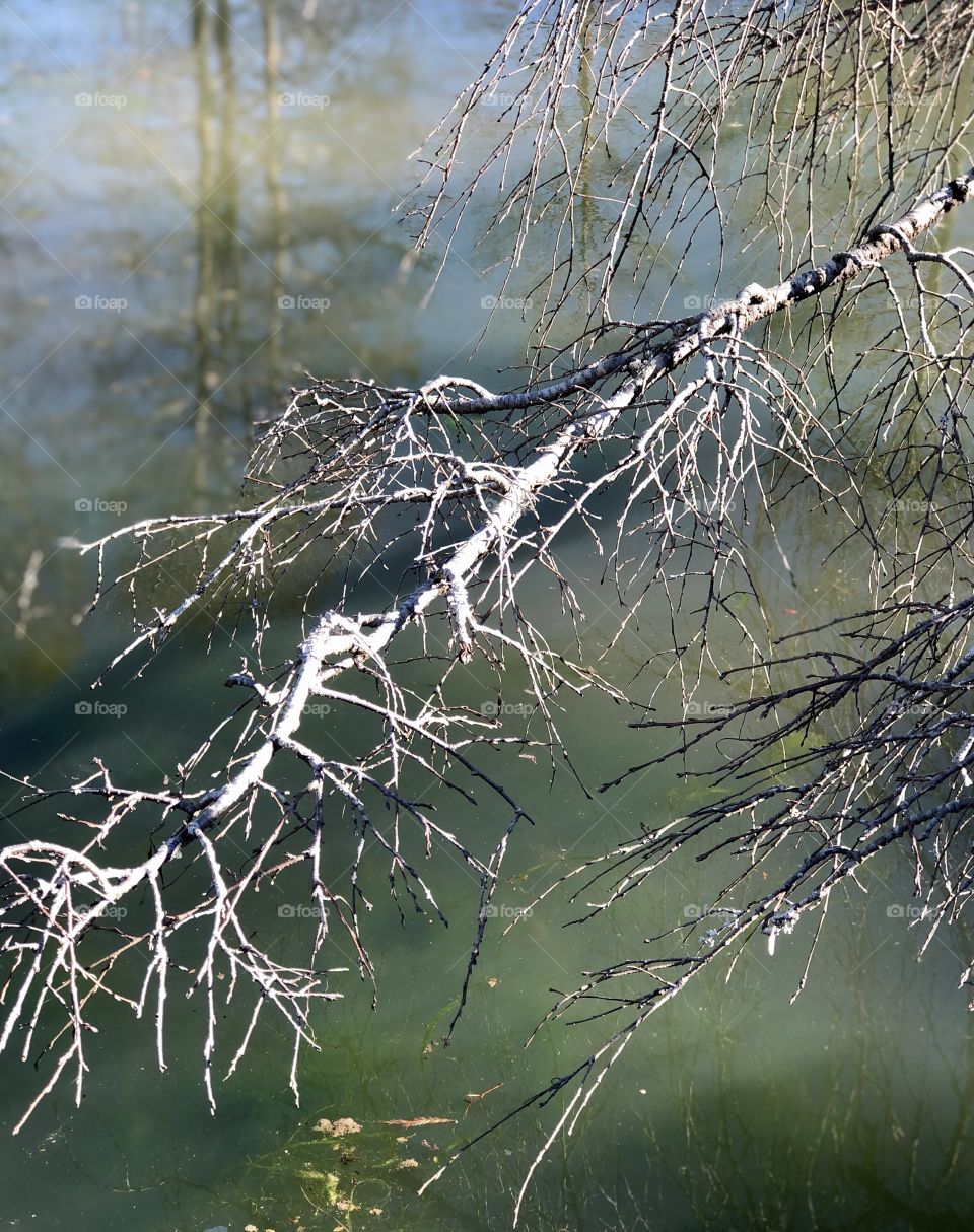 Branch shadow reflection surface