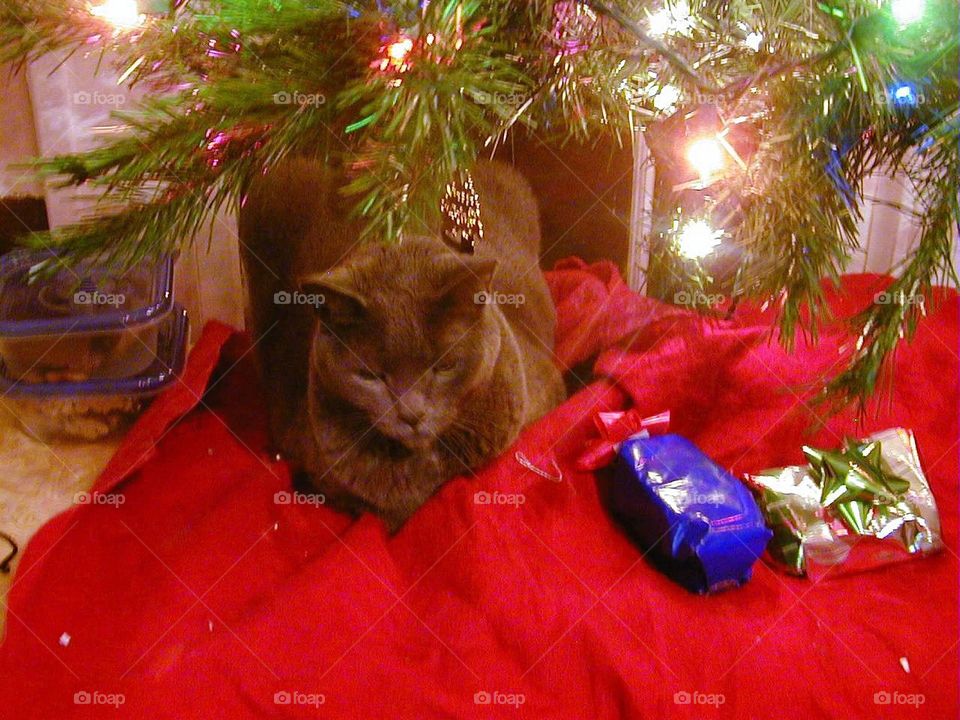 Cat under the tree...again 