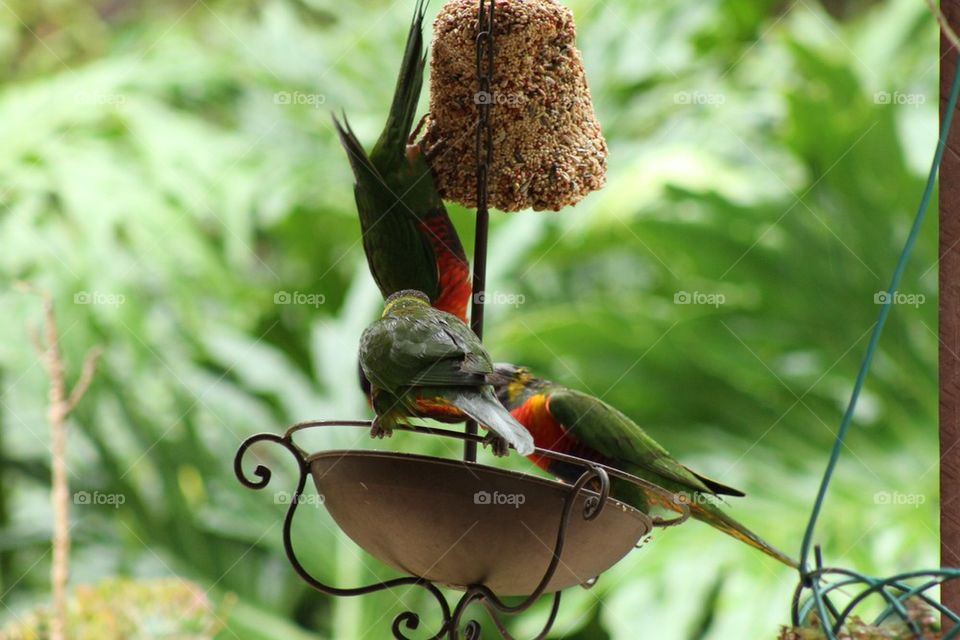 Lorakeet Feeding