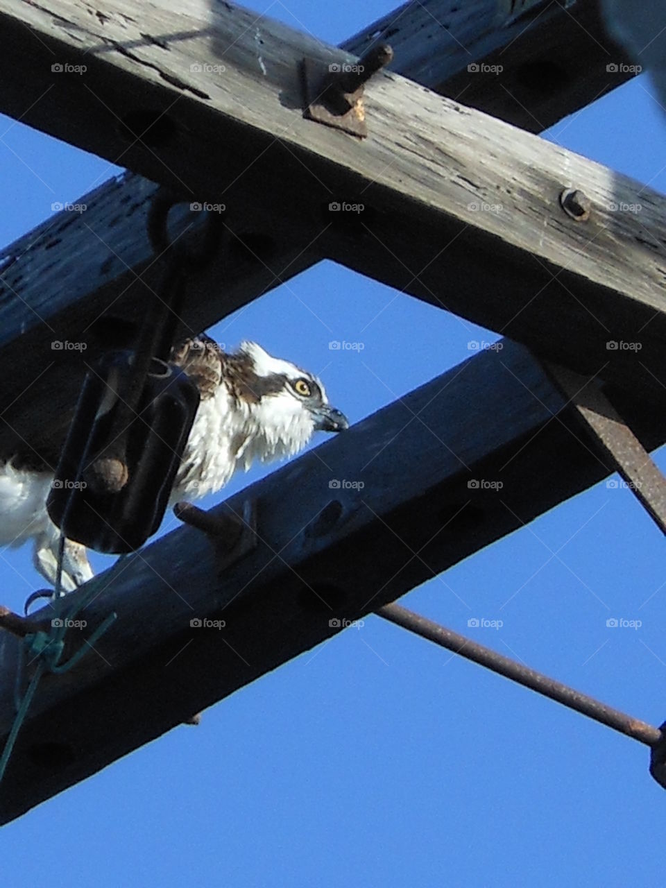 Osprey 