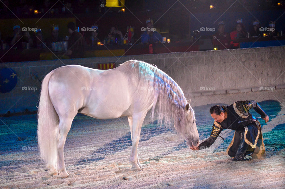 Master of the horse feeding a white horse at Medieval Times