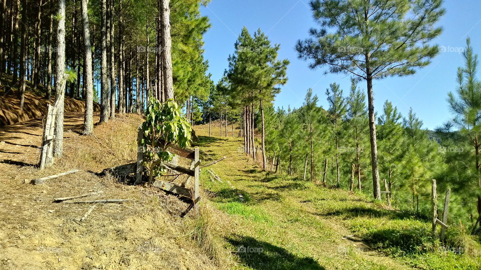 NATURE TREE LIGHTING ENVIRONMENT