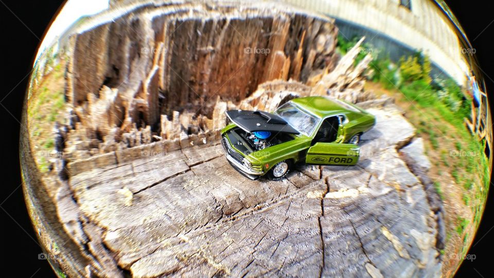 Mustang on wood