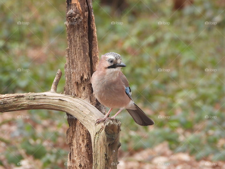 A Jay on a branch 
