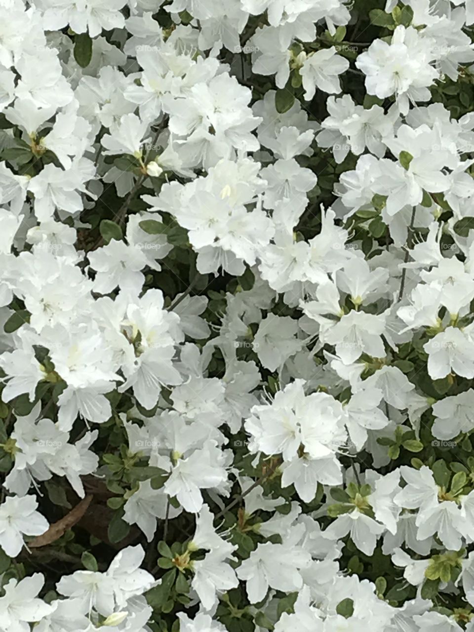 White azalea 