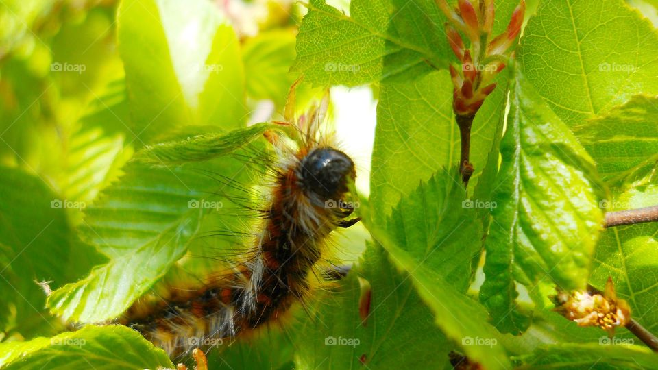 These little creatures ... the caterpillar eats a leaf