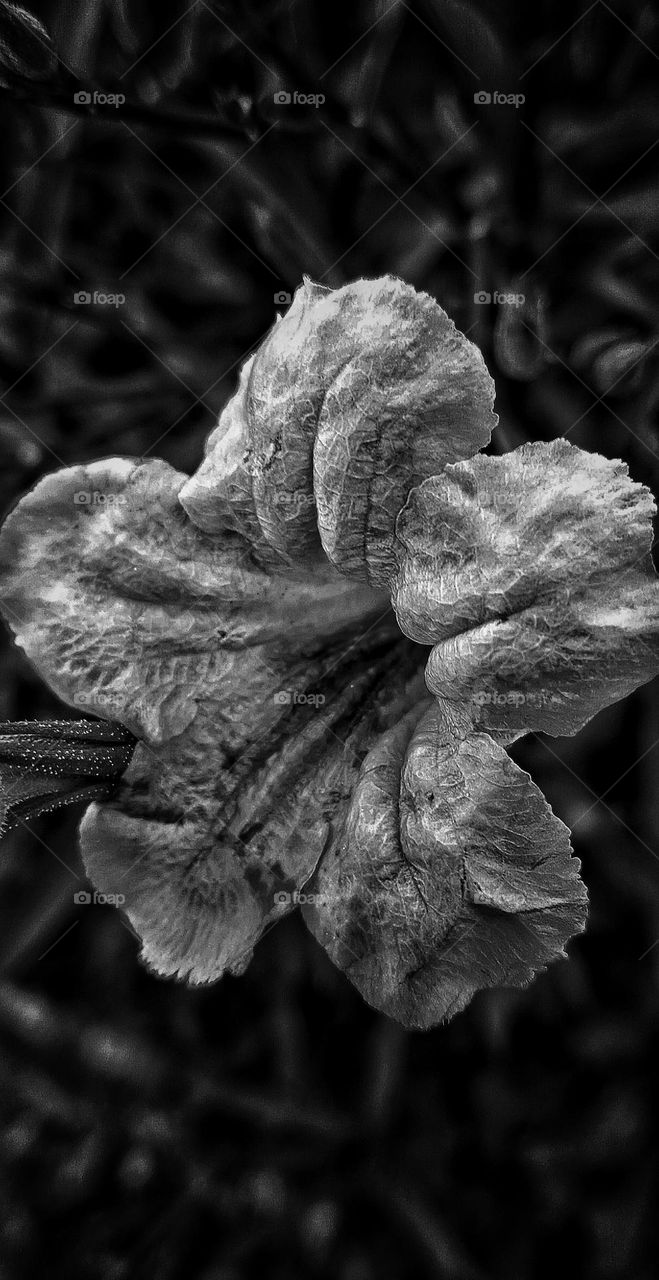 flor in b&w