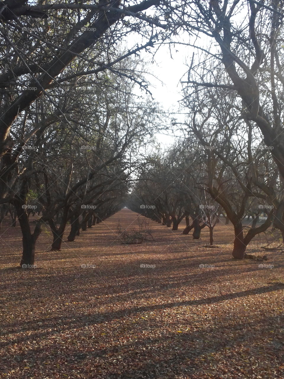 Almond Orchard