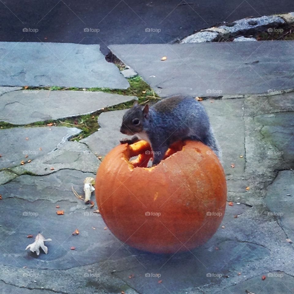 Squirrel and pumpkin 