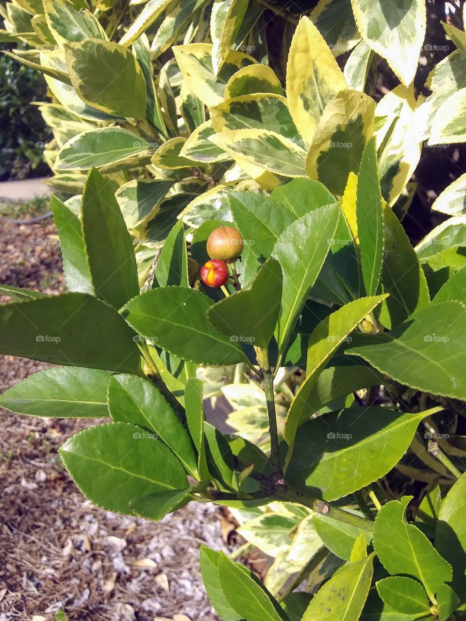 red berry on a shrub