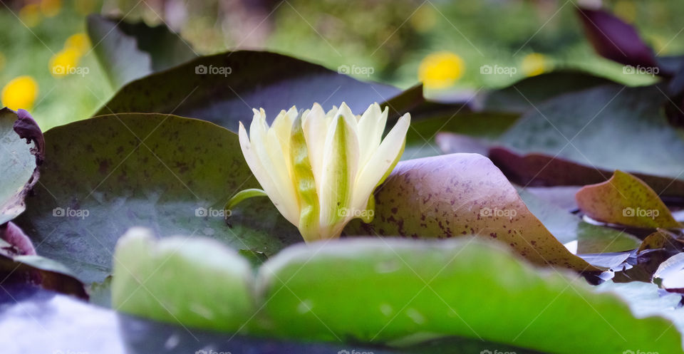 The Spring has come...