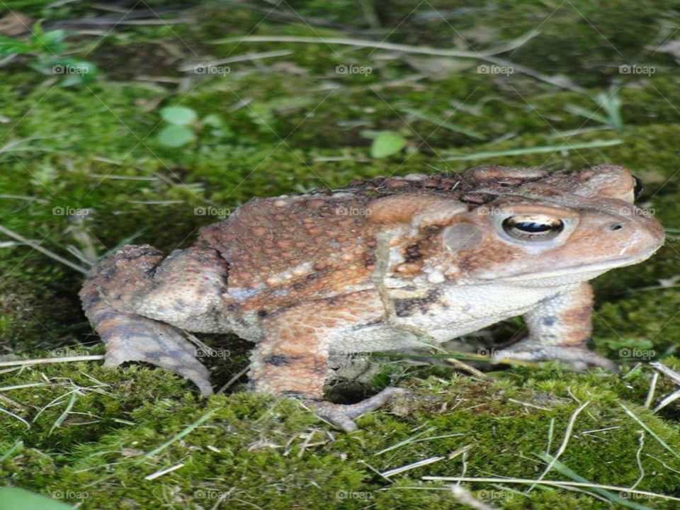 frog posing